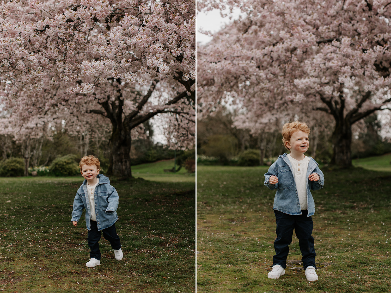 vancouver cherry blossom photos